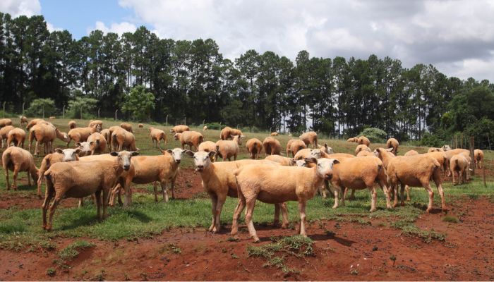  Portaria da Adapar estabelece vacinação de herbívoros contra raiva em 30 cidades do Oeste